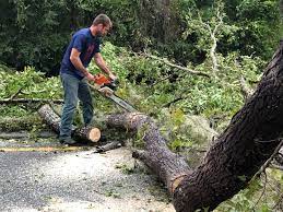 Professional Tree Care Services in Dublin, TX