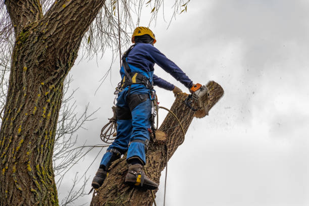  Dublin, TX Tree Care Services Pros