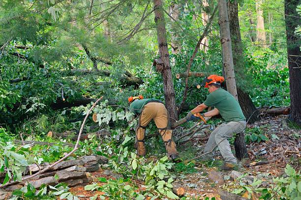 Best Tree Preservation Services  in Dublin, TX