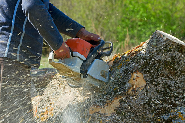 Best Tree Health Inspection  in Dublin, TX